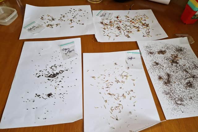 Drying out the seeds on A4 pages before bagging.