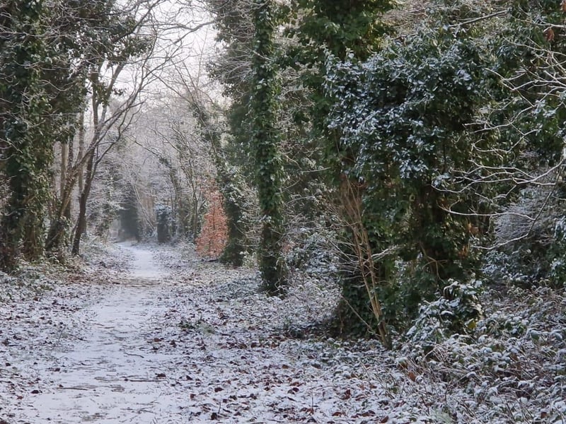 Bay Road Nature Reserve in Derry.