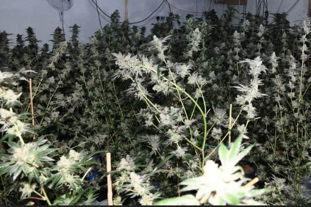 Some of the suspected cannabis plants seized.