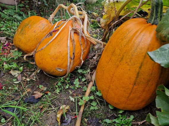 Pumpkins