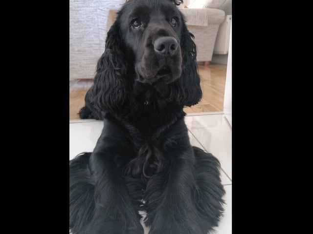 Jasper waiting for a walk