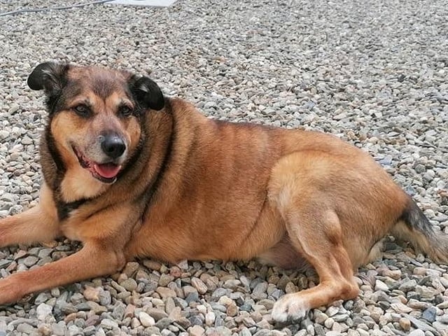 Fionn, who is 14 years young