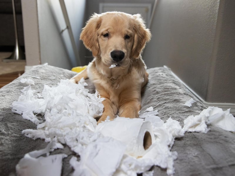 Shredding is a natural way for dogs to let of steam and explore the world around them. A lot of younger dogs and puppies will destroy their beds, toys and other possessions, much to the frustration of their owners. Giving them a healthy outlet to shred reportedly reduces the amount of unwanted destruction in your home. Try giving your dog an iceberg lettuce or an empty cardboard box and see how much they love ripping it to pieces. The cleanup might not be very fun after but it's better than paying for another bed!