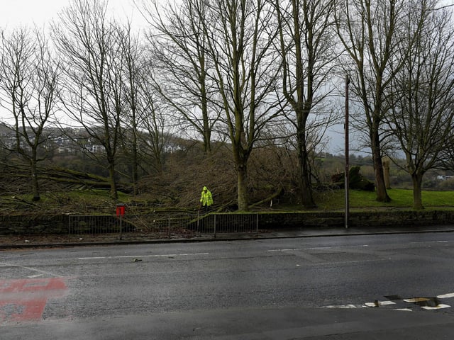 Trees along the Foyle Embankment uprooted by Storm Isha. Photo: George Sweeney