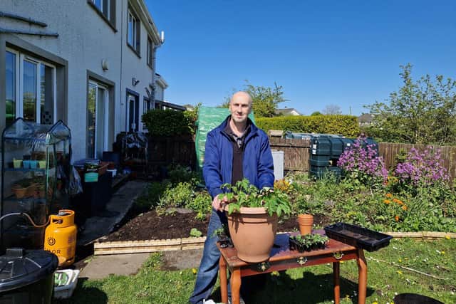 Potting on two month old tomato plants.
