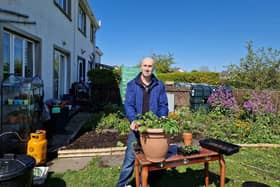 Potting on two month old tomato plants.