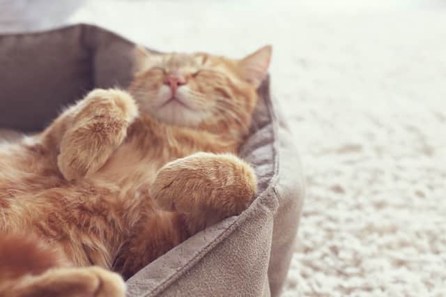 If you think your cat has star potential, then nominations for the National Cat Awards 2020 are now open (Photo: Shutterstock)