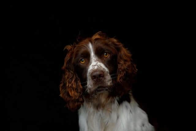 Dog theft in the UK has been on the rise since the country was plunged into lockdown in 2020.
