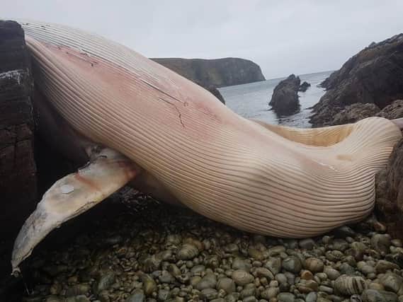 The whale carcass was discovered by a member of the public. (Photo: Arranmore Blue Ferry)