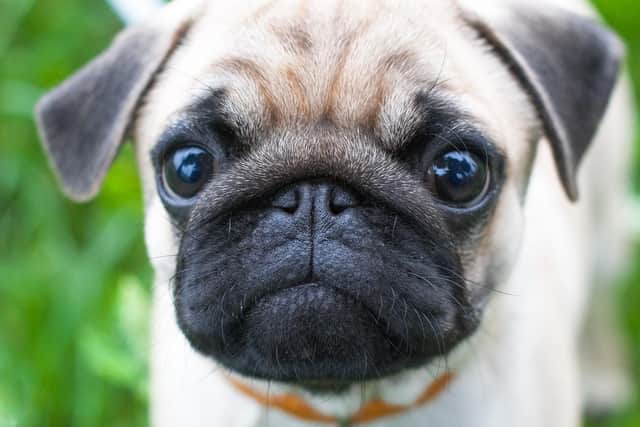 It's no laughing matter if your beloved dog goes missing you will literally do anything to find him or her. Again, this is a very popular request put to Pat on a weekly basis.