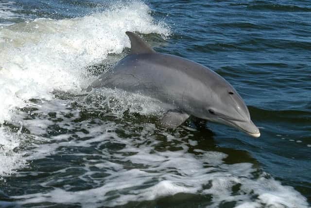 A bottlenose dolphin. (Video courtesy of Arranmore Blue Ferry)