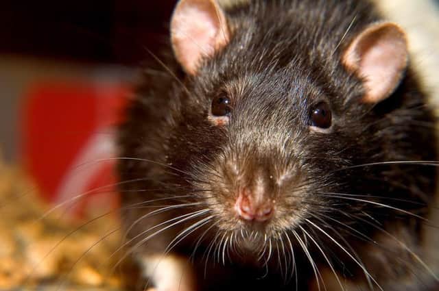 The meeting will address the problem of rats around the Bogside area. (File Picture Jim Stark, Flickr.com)