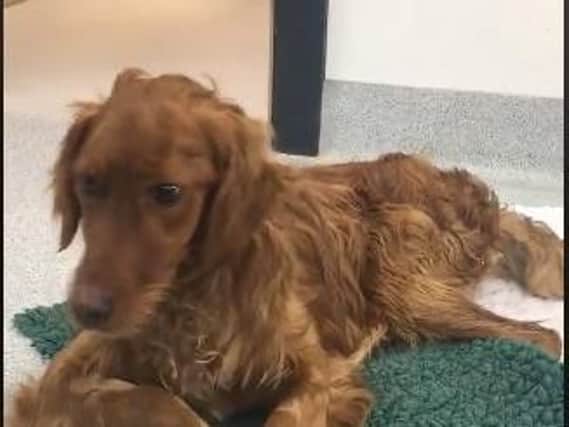 Video still of Rocky at the veterinary centre.
