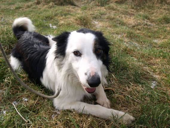 Zac is one of the dogs currently being looked after at the Rainbow Rehoming Centre in Eglinton.