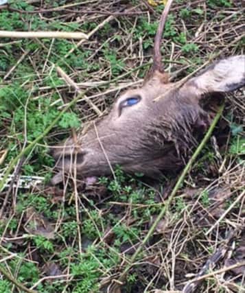 One of the deer heads found along a border road at Bridgend.
