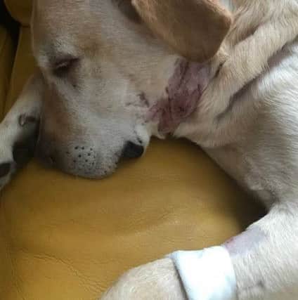 Some of the horrific wounds Rocky the Labrador sustained in the attack.