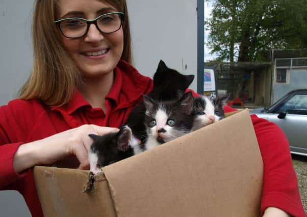 Rachel Gallagher from Jollyes. pictured with some kittens when she visited the Rainbow Rehoming Centre. Anna said that Jollyes and other local businesses have been very supportive.