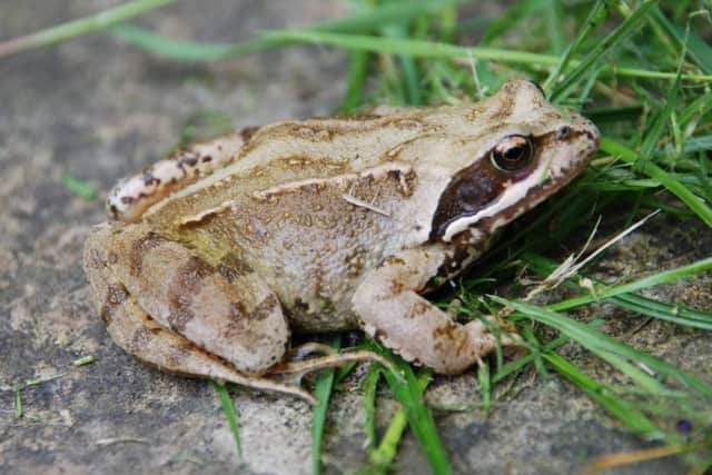Common frog. Picture by Rob Bendall (Highfields)