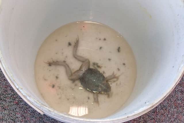 The frog in the bucket.