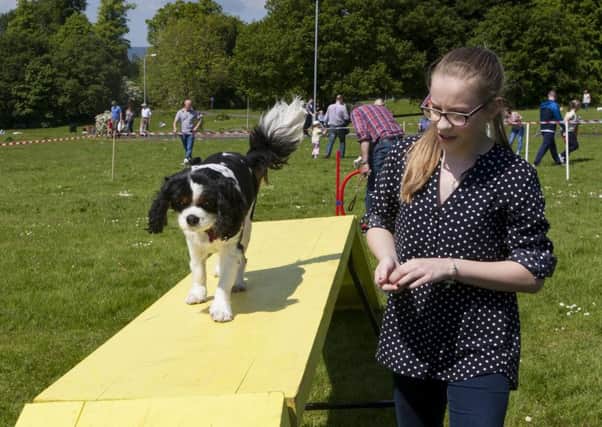 POOCH IN THE PARK!. . . .Jessica Nicholl back in 2016 puts 'Charlie' her Cavalier King Charles through his paces during the Pooch in the Park event.