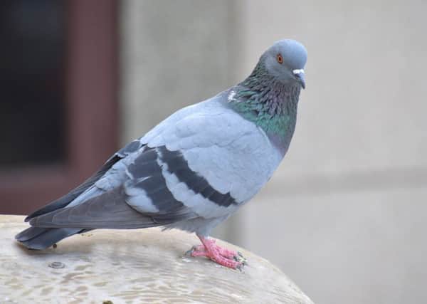Pigeon (file pic)
