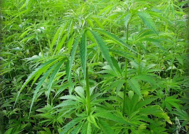 Marijuana plants.