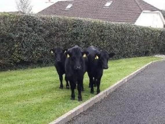 The three mysterious visitors in the Waterside.