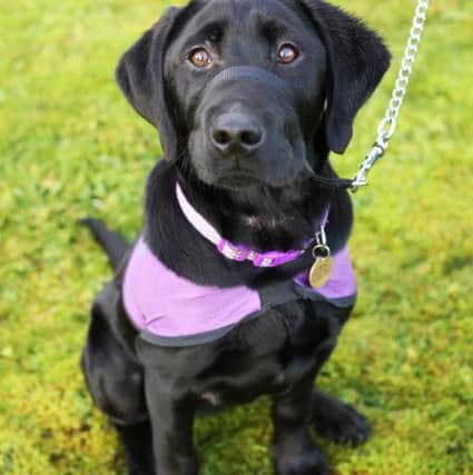 Ã¢Â¬ÃœJinglesÃ¢Â¬", a four-months old  black Labrador, is the latest recruit to Magilligan Prison and has begun intensive training to become an Assistance Dog for prisoners.