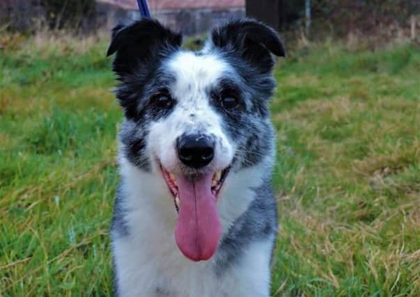 Herbie is seeking his forever home.