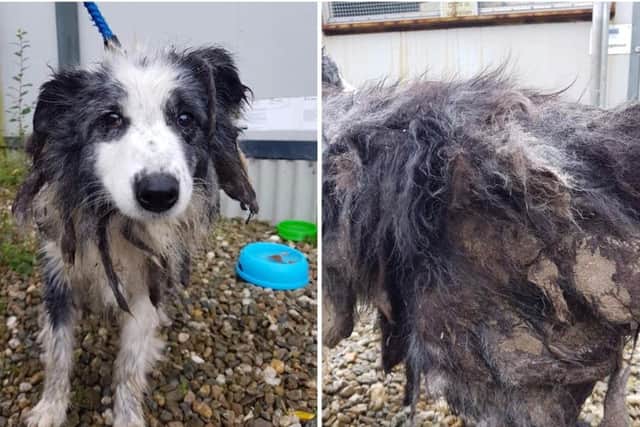 Herbie came into the centre matted and in a terrible state.