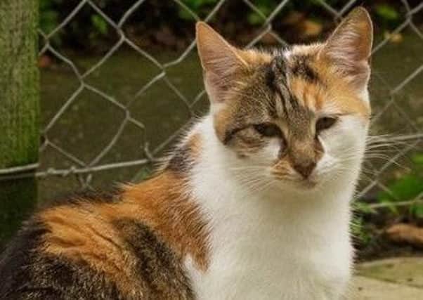 Young cat Jolie is seeking her forever home.