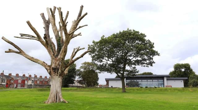 The much-loved Dead Elm will be removed in the spring.