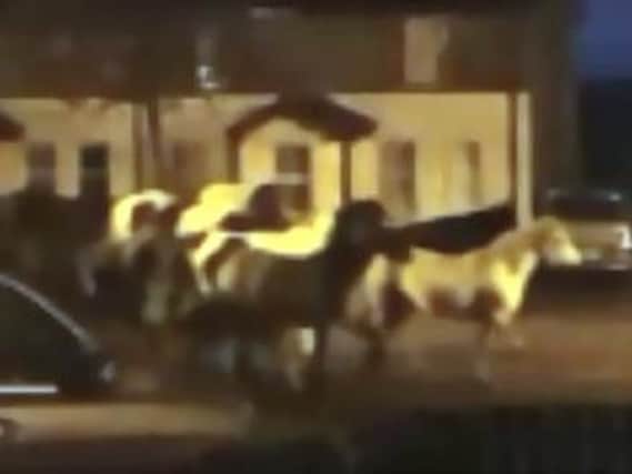 Horses pictured galloping through a housing estate in Derry. (Photo/Video: @shimboi/Twitter)