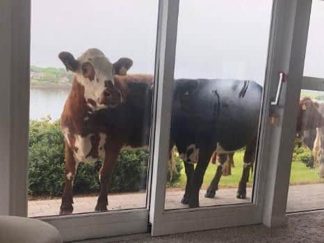 This is how close the cows came to Nolan's home.