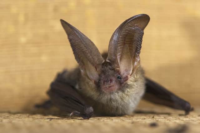 Brown long-eared bat will be on display at the event.