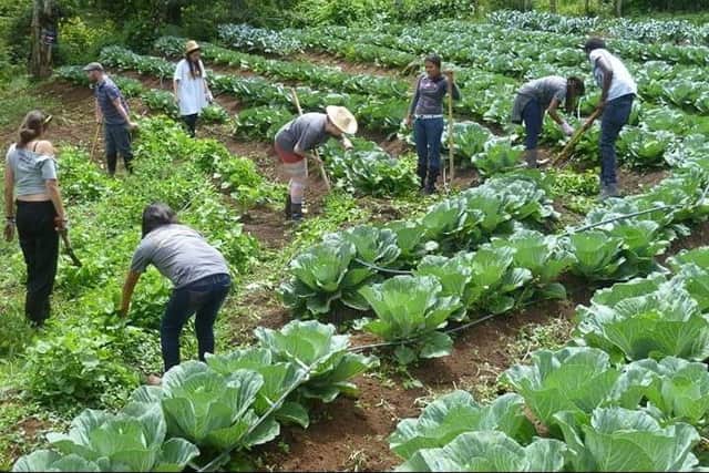 Carol-Anne and other volunteers working in farms in Honduras.