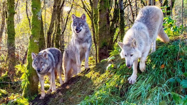 The wolves pictured in the sanctuary. Picture: Inish Media.