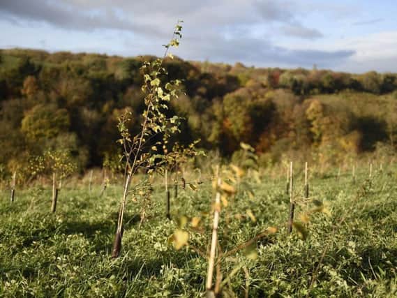 Brackfield Wood.