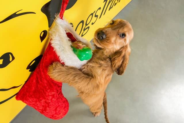 This year's Dogs Trust Christmas Fair will take place at the Ballymena Rehoming Centre on Saturday, November 30, between 11am-3pm