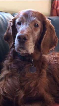 Bentley the Irish Setter - on a mission to save 500 of his friends.
