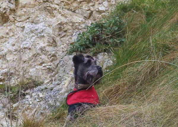 Tobby fell over the cliffs while out walking with his Polish owners