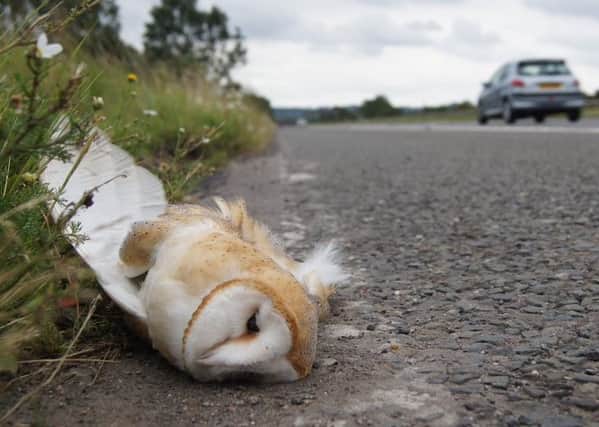 The barn owl that died on the Limavady Road. Picture by Sandy Osborough.