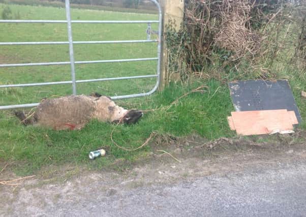 The sheep discovered dead on the Dungullion Road on Monday morning.