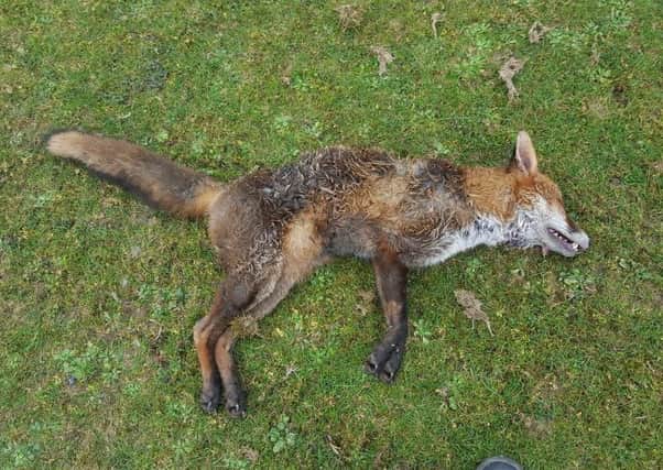 The remains of the fox in Ballymagroarty.