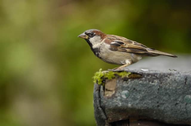 The House Sparrow is a common sight in Derry.
