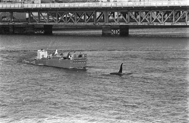 KIller whale ('Dopey Dick') trapped in the river Foyle at Derry in 1977.  Army patrol boat tries to persuade Dopey to leave the river with a half side of beef and whale whistle blowers.