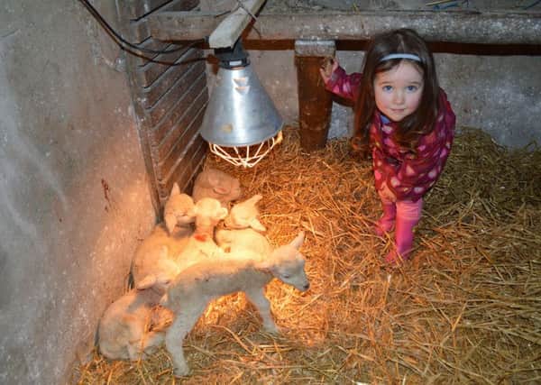 Rosaline Shannon (3) pictured with 6 Romney lambs taken from one ewe. Sunday 27th March at Ballyneaner, Donemana.