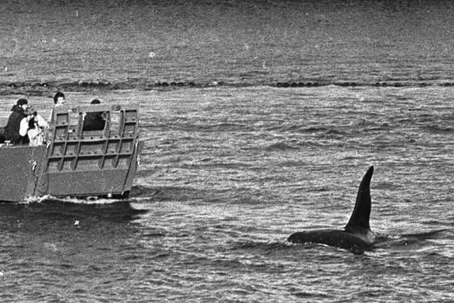 Dopey Dick in the Foyle in 1977.