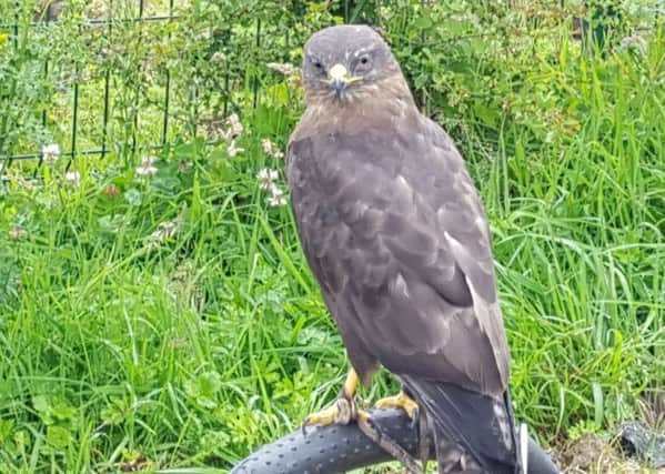 Just one of the birds of prey that will be on display in Ballymagowan, Creggan.