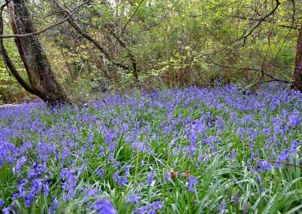 Bluebells in Prehen Woods. Photo: Christine Cassidy